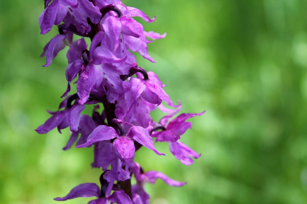 Orchis mascula